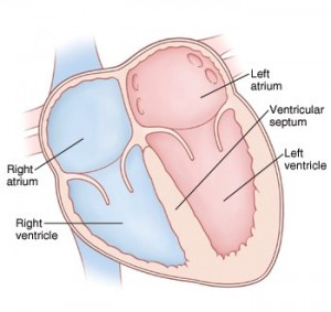 normal heart