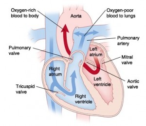 Normal heart blood flow